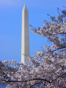 Washington DC Cherry Blossoms - Limited Time Promotion